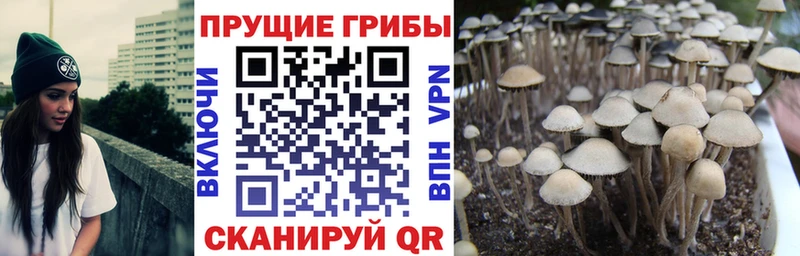 Псилоцибиновые грибы мухоморы  Судогда 
